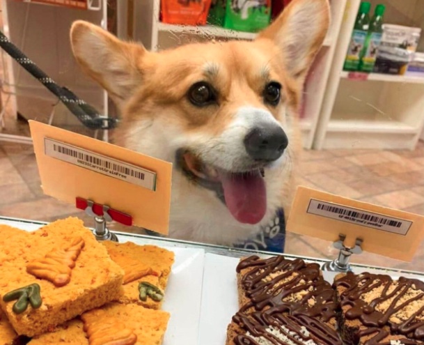 A happy corgi behind a bakery counter filled with decorated dog treats